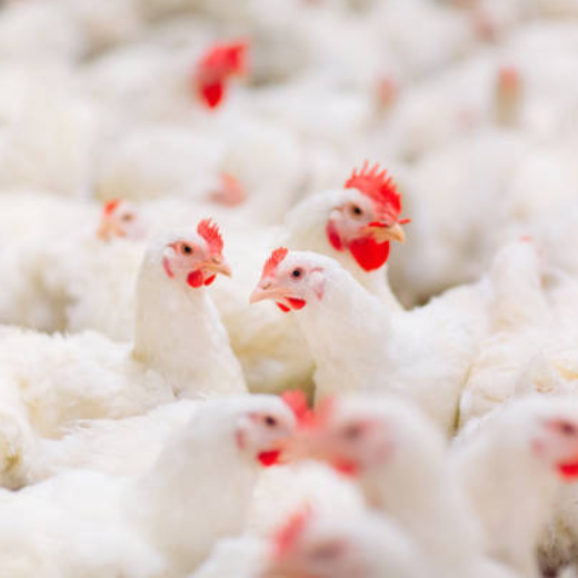 Safe Broiler Farm