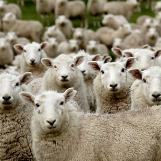 Sheep Farm